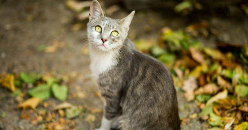 Pexels/EVG Kowalievska